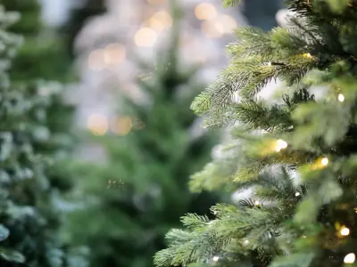 Close up of evergreen trees in Christmas market. Selective focus.