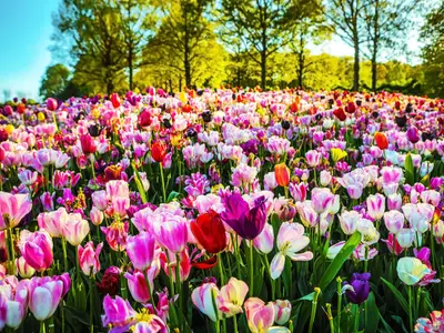 Blooming Garden of Europe, Keukenhof park. Netherlands.