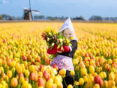 Child in tulip flower field with windmill in Holland. Little Dutch girl in traditional national costume, dress and hat, with flower basket. Kid in tulips fields in the Netherlands at wind mill.