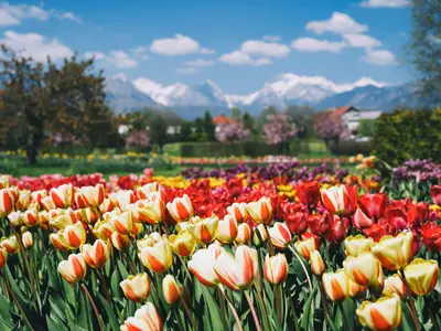 Blooming tulips flowers in Arboretum, Slovenia, Europe.  Garden or nature park with Alps mountains on the background. Spring bloom