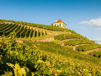 Weinanbau in Diesbar-Seußlitz