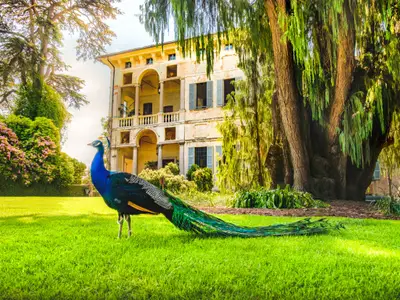 peacock on Isola Madre on Lake Maggiore in Piedmont with Borromeo palace - Italy