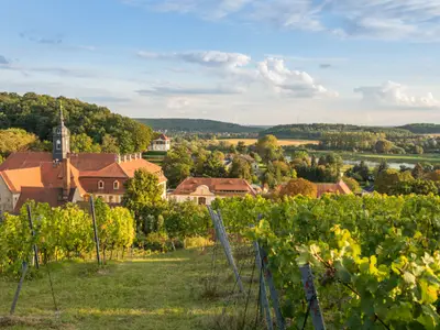 Weinanbau in Diesbar-Seußlitz