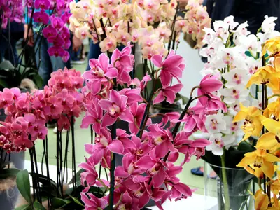 Big mix of amazing orchids in the vases
