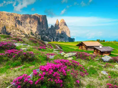 Alpe di Siusi mountain resort with amazing flowery fields and blue sky. Picturesque hiking place with pink rhododendron flowers on the slopes, Dolomites, Italy, Europe
