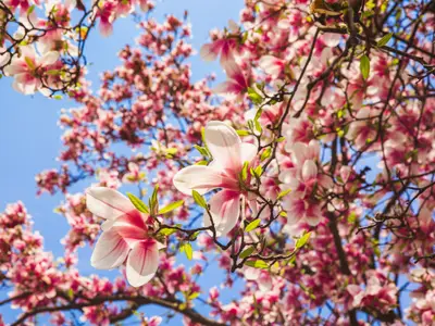 Beautiful pink flower magnolia tree in the Margaret Island - Budapest, Hungary in sunny spring day, close-up