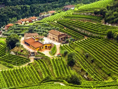 Scenic view of italian winery and grape, Valpolicella, Veneto, Italy
