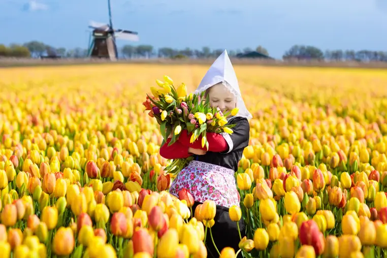 Child in tulip flower field with windmill in Holland. Little Dutch girl in traditional national costume, dress and hat, with flower basket. Kid in tulips fields in the Netherlands at wind mill.