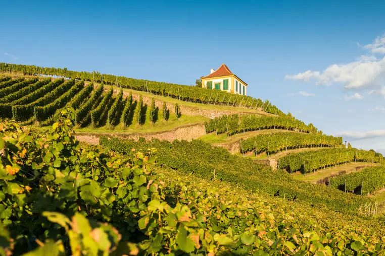 Weinanbau in Diesbar-Seußlitz